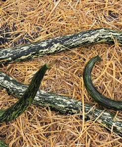 10 Snake Gourd Seeds - Multicolored Craft Gourd Lagenaria Siceraria Vine - Image 2