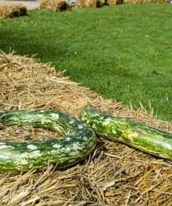 10 Snake Gourd Seeds - Multicolored Craft Gourd Lagenaria Siceraria Vine - Image 3