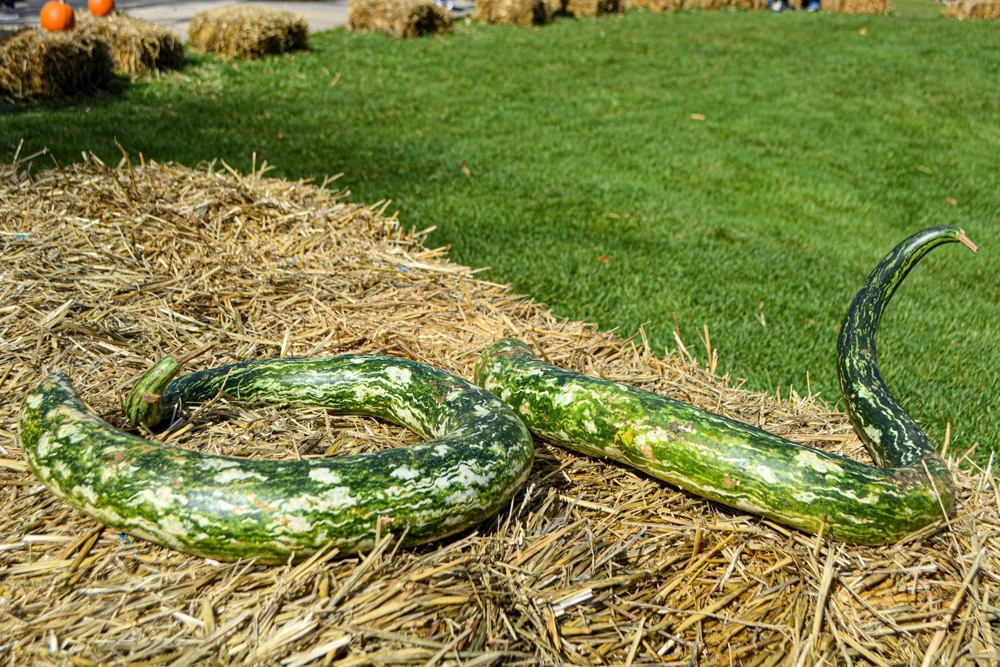 10 Snake Gourd Seeds - Multicolored Craft Gourd Lagenaria Siceraria Vine - Image 3