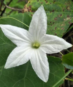 10 Snake Gourd Seeds - Multicolored Craft Gourd Lagenaria Siceraria Vine - Image 4