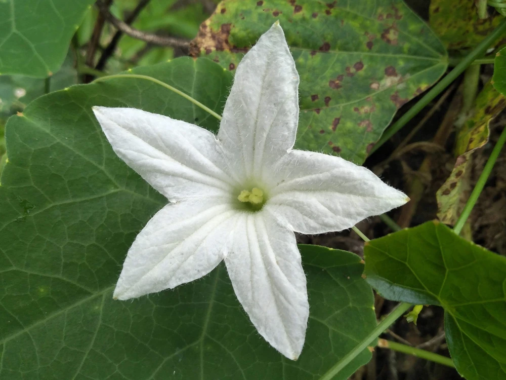 10 Snake Gourd Seeds - Multicolored Craft Gourd Lagenaria Siceraria Vine - Image 4