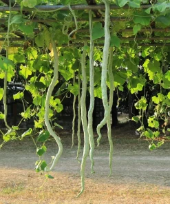 10 Snake Gourd Seeds - Multicolored Craft Gourd Lagenaria Siceraria Vine - Image 6