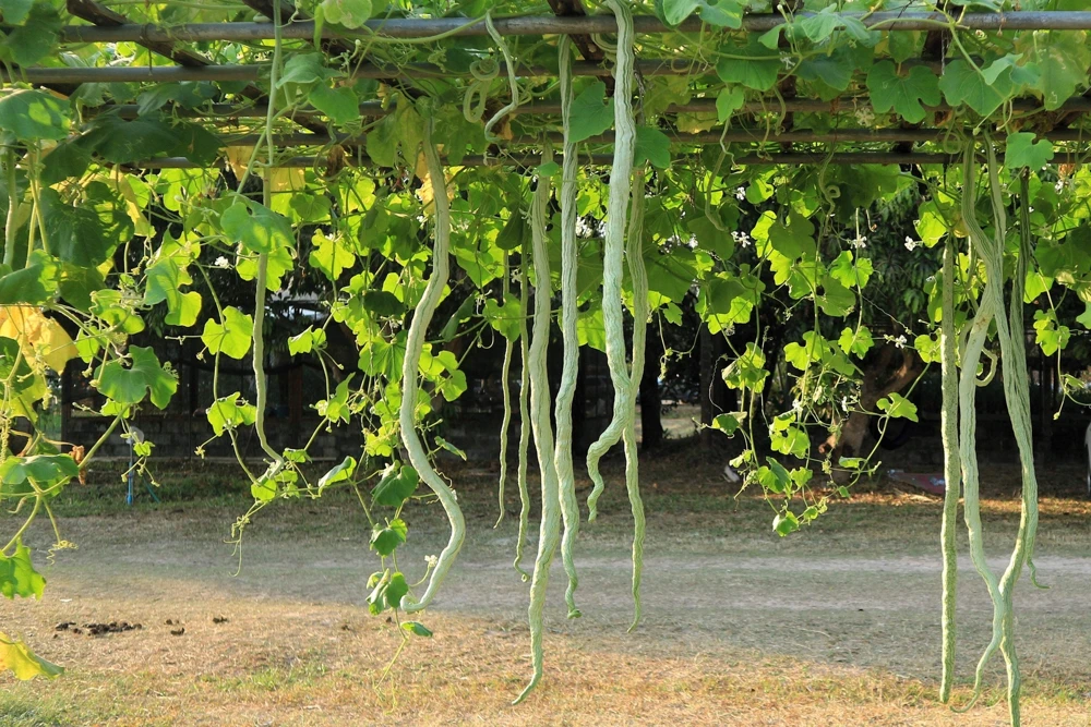 10 Snake Gourd Seeds - Multicolored Craft Gourd Lagenaria Siceraria Vine - Image 6