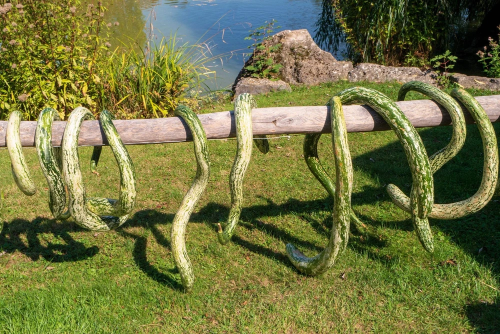 10 Snake Gourd Seeds - Multicolored Craft Gourd Lagenaria Siceraria Vine - Image 1