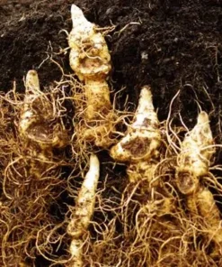 10 Solomon's Seal Bare Root Plants - Polygonatum Biflorum Native Woodland Perennial - Image 2