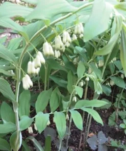 10 Solomon's Seal Bare Root Plants - Polygonatum Biflorum Native Woodland Perennial - Image 3