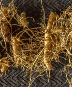 10 Solomon's Seal Bare Root Plants - Polygonatum Biflorum Native Woodland Perennial - Image 4