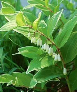 10 Solomon's Seal Bare Root Plants - Polygonatum Biflorum Native Woodland Perennial - Image 1