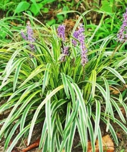 10 Variegated Monkey Grass Bare Root – Liriope muscari Variegata Ground Cover Perennial - Image 2