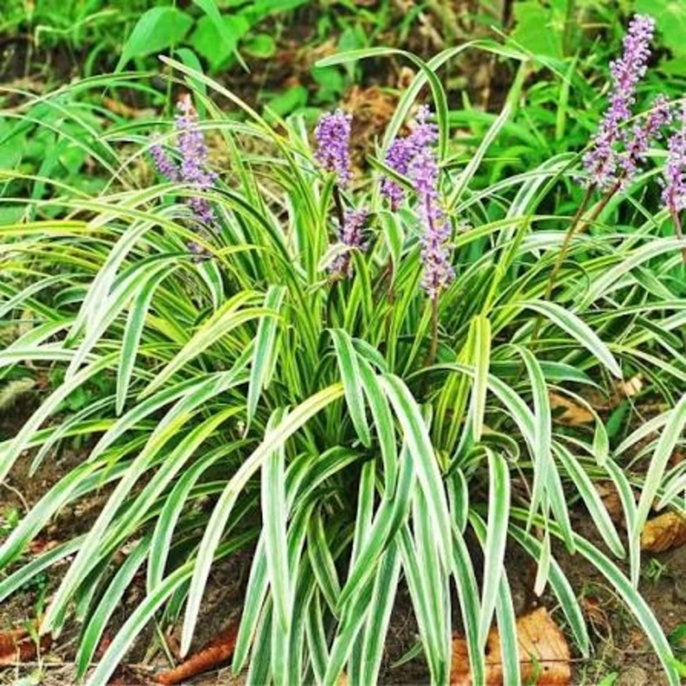 10 Variegated Monkey Grass Bare Root – Liriope muscari Variegata Ground Cover Perennial - Image 2