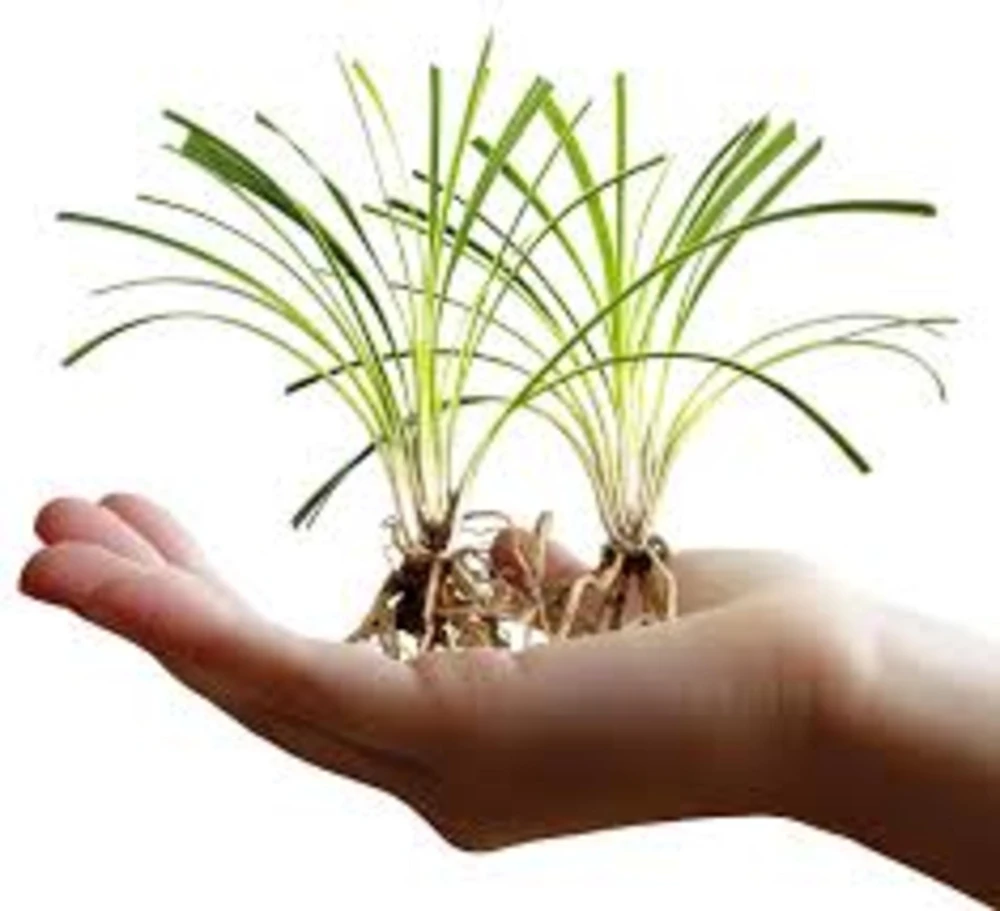 10 Variegated Monkey Grass Bare Root – Liriope muscari Variegata Ground Cover Perennial - Image 3