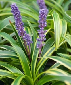 10 Variegated Monkey Grass Bare Root – Liriope muscari Variegata Ground Cover Perennial - Image 4