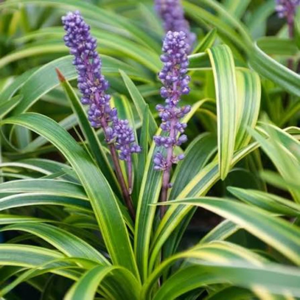 10 Variegated Monkey Grass Bare Root – Liriope muscari Variegata Ground Cover Perennial - Image 4