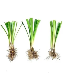 10 Variegated Monkey Grass Bare Root – Liriope muscari Variegata Ground Cover Perennial - Image 5