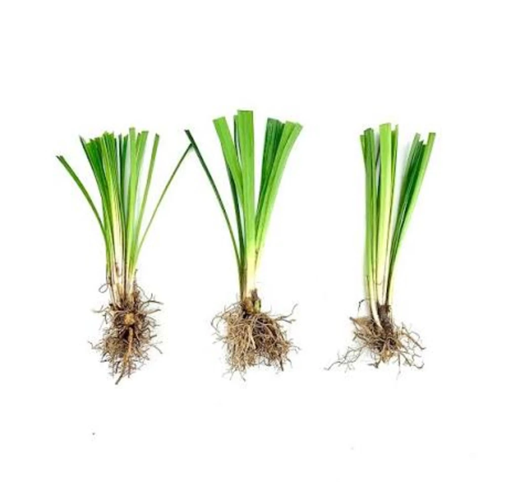 10 Variegated Monkey Grass Bare Root – Liriope muscari Variegata Ground Cover Perennial - Image 5