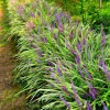 10 Variegated Monkey Grass Bare Root – Liriope muscari Variegata Ground Cover Perennial - Image 1