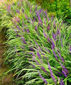10 Variegated Monkey Grass Bare Root – Liriope muscari Variegata Ground Cover Perennial - Image 1