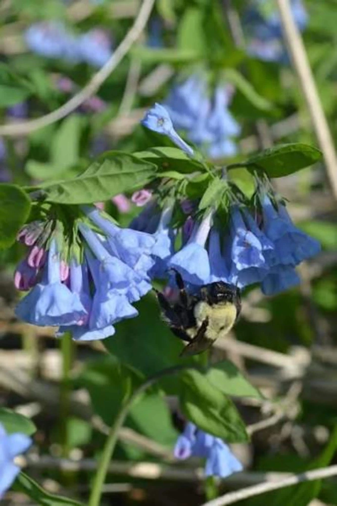 10 Virginia Bluebells Bare Root - Mertensia virginica Native Wildflower - Image 1