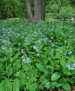10 Virginia Bluebells Bare Root - Mertensia virginica Native Wildflower - Image 3