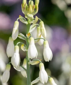 10 White African Hyacinth Seeds - Cape Giant Summer Spire Lily Ornithogalum - Image 2