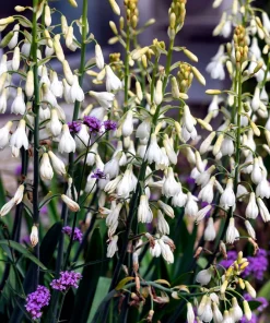 10 White African Hyacinth Seeds - Cape Giant Summer Spire Lily Ornithogalum - Image 3
