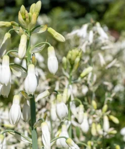 10 White African Hyacinth Seeds - Cape Giant Summer Spire Lily Ornithogalum - Image 4