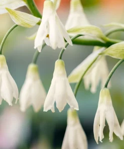 10 White African Hyacinth Seeds - Cape Giant Summer Spire Lily Ornithogalum - Image 5