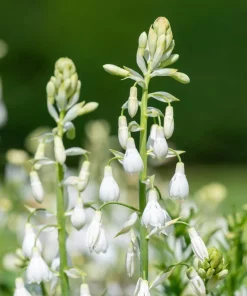10 White African Hyacinth Seeds - Cape Giant Summer Spire Lily Ornithogalum - Image 6