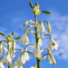 10 White African Hyacinth Seeds - Cape Giant Summer Spire Lily Ornithogalum - Image 1