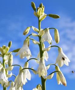 10 White African Hyacinth Seeds - Cape Giant Summer Spire Lily Ornithogalum - Image 1