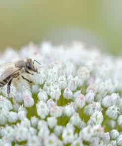 10 White Allium Neapolitanum Flower Bulbs - Naples Onion - Image 10