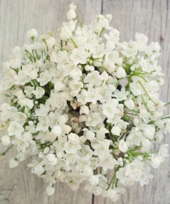 10 White Allium Neapolitanum Flower Bulbs - Naples Onion - Image 2