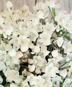 10 White Allium Neapolitanum Flower Bulbs - Naples Onion - Image 3