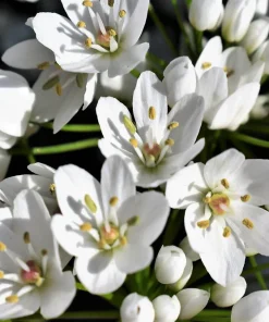 10 White Allium Neapolitanum Flower Bulbs - Naples Onion - Image 4