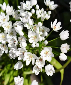 10 White Allium Neapolitanum Flower Bulbs - Naples Onion - Image 5