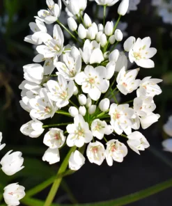 10 White Allium Neapolitanum Flower Bulbs - Naples Onion - Image 6