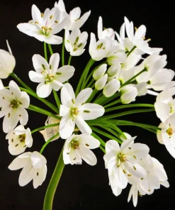 10 White Allium Neapolitanum Flower Bulbs - Naples Onion - Image 7