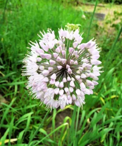 10 White Allium Neapolitanum Flower Bulbs - Naples Onion - Image 8