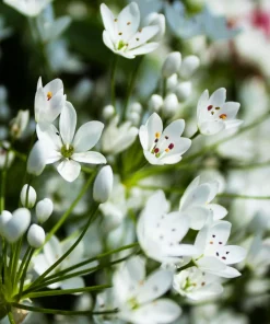 10 White Allium Neapolitanum Flower Bulbs - Naples Onion - Image 9