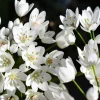 10 White Allium Neapolitanum Flower Bulbs - Naples Onion - Image 1