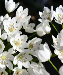 10 White Allium Neapolitanum Flower Bulbs - Naples Onion - Image 1