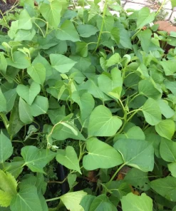 10 White Sweet Potato Slips - Asian Sweet Potato Cuttings - Vegetable Plants - Image 4