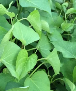 10 White Sweet Potato Slips - Asian Sweet Potato Cuttings - Vegetable Plants - Image 5