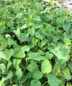 10 White Sweet Potato Slips - Asian Sweet Potato Cuttings - Vegetable Plants - Image 6
