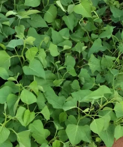 10 White Sweet Potato Slips - Asian Sweet Potato Cuttings - Vegetable Plants - Image 7