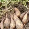 10 White Sweet Potato Slips - Asian Sweet Potato Cuttings - Vegetable Plants - Image 1