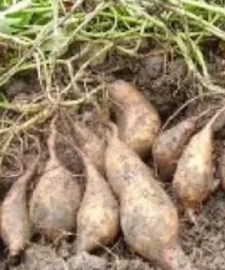 10 White Sweet Potato Slips - Asian Sweet Potato Cuttings - Vegetable Plants - Image 1