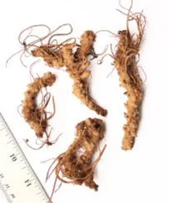 10 Wild Geranium Bare Roots - Geranium maculatum Perennial Flower Plant - Image 2