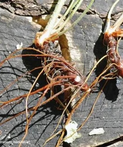 10 Wild Geranium Bare Roots - Geranium maculatum Perennial Flower Plant - Image 4