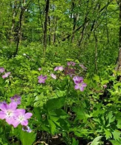 10 Wild Geranium Bare Roots - Geranium maculatum Perennial Flower Plant - Image 7